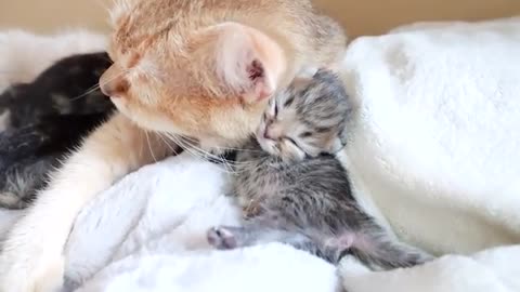 Baby kittens fight over their mother cat's boobs