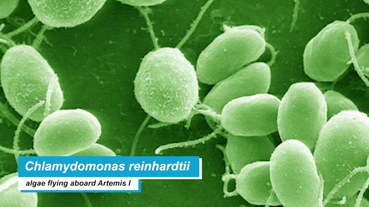 Onboard Artemis I_ Studying Algae in Space