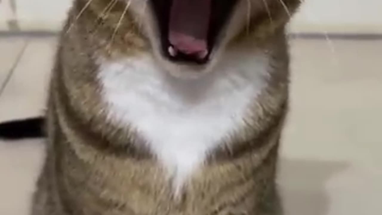 Funny🤣 🔥😱😂😂🔥🔥🔥cat