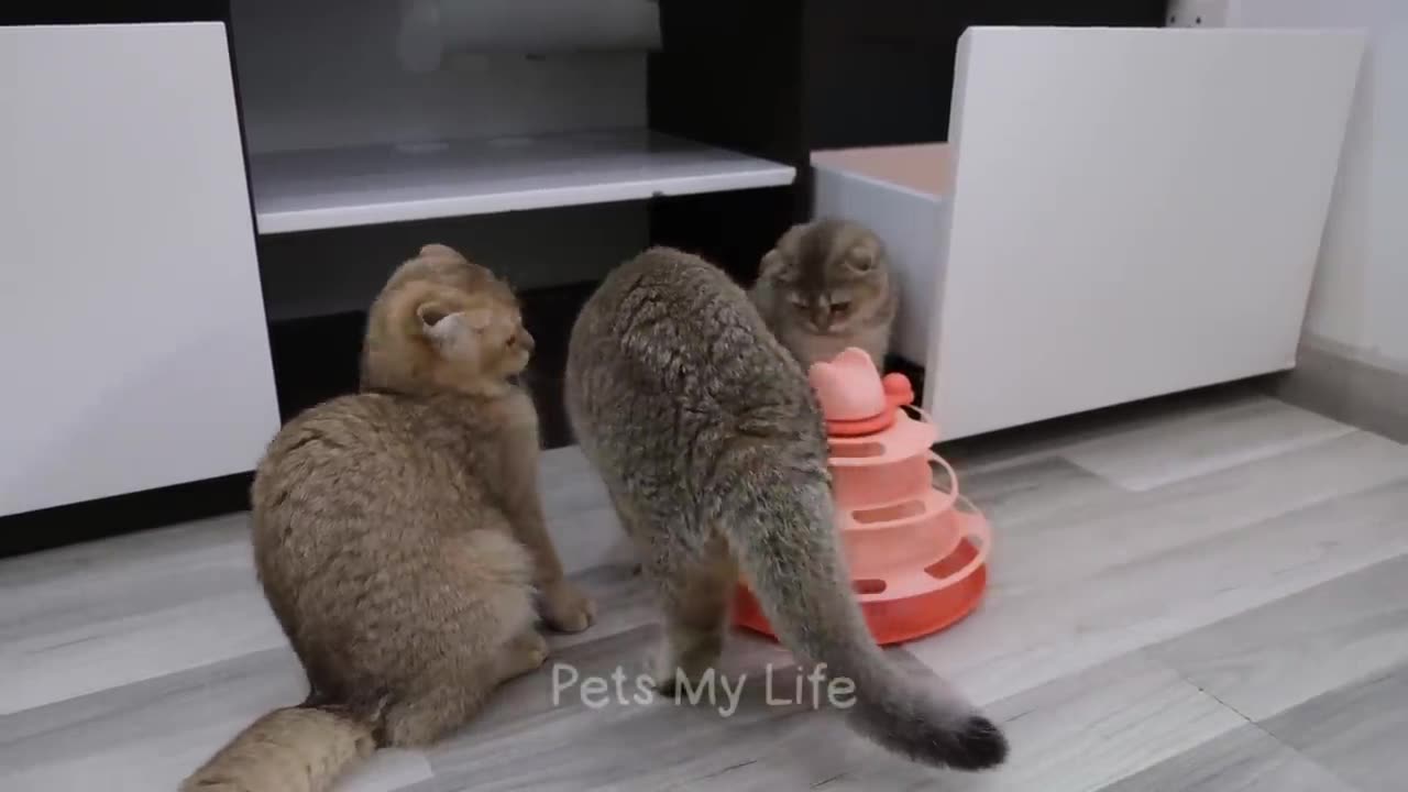 CAT FUNNY VIDEOS MY HEART IS MELTED 💗