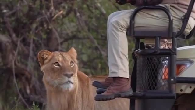 Treat death. Lion and man encounter