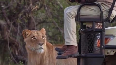 Treat death. Lion and man encounter