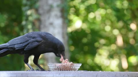 hilarious crow