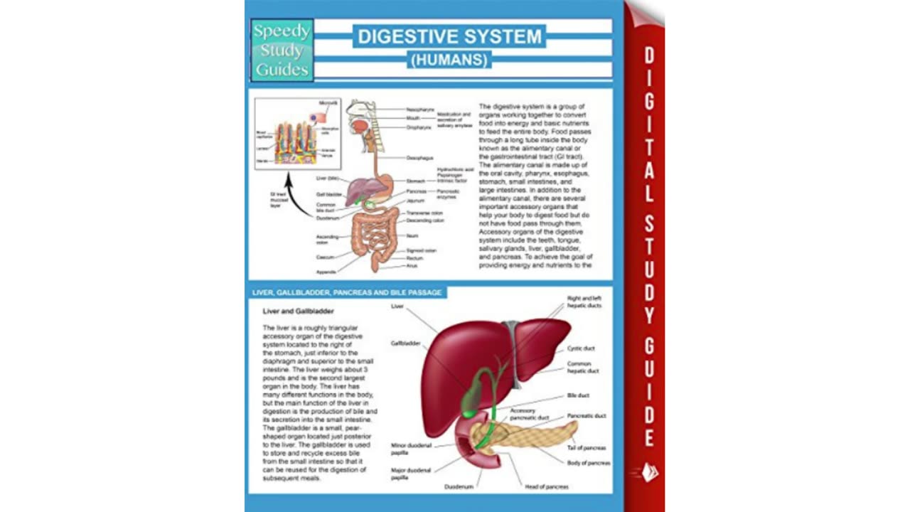 5 Special Tips for Maintaining Capital Digestive Care | Gut Health