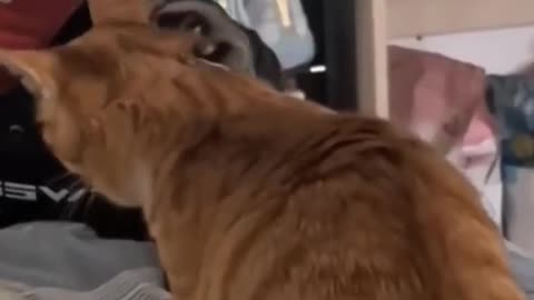 Funny cat