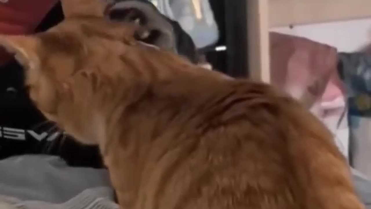 Funny cat
