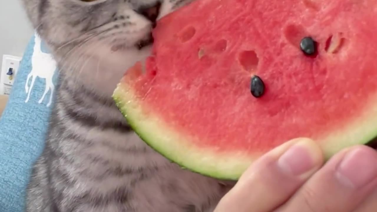 Cat eating watermelon