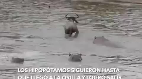 amazing moment of nature, as a herd of wildebeest drink water, crocodile hunter