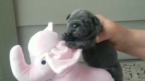 Cute and funny animals