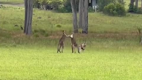 The kickboxing kangaroo