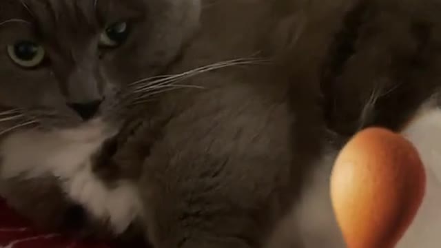 cat looks tasty