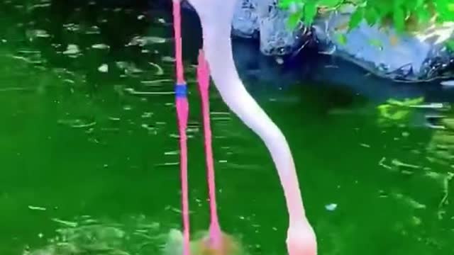 Flamingo Florida