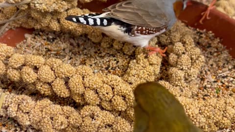 Finches and Softbills in Indoor Bird Aviary #bird #birds