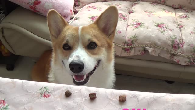 Corgi dog getting treats but..... Why won't he eat it ???