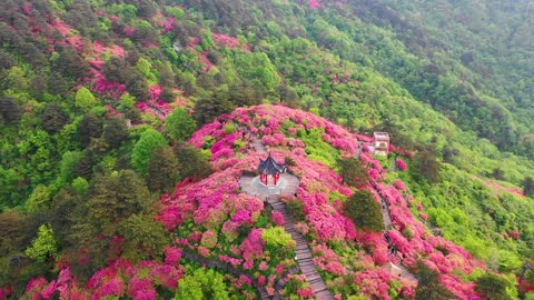 All the flowers on the mountain are in bloom