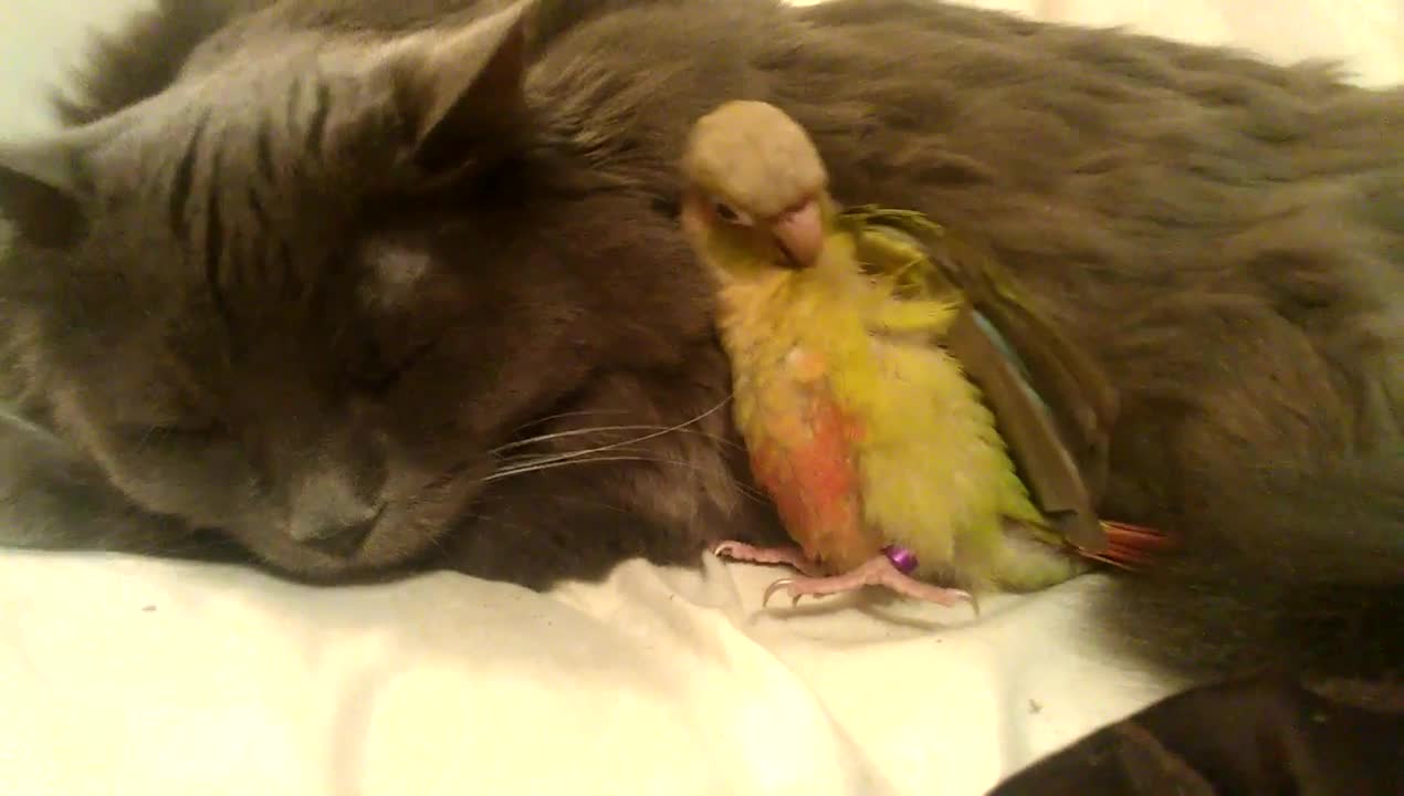 Elderly cat instantly befriends new baby parrot