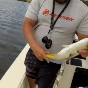 One of Florida's Hardest Fighting Inshore Fish