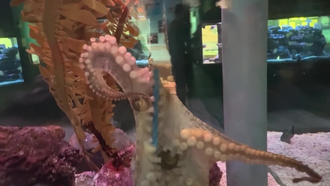 Octopus Takes a Net and Won't Give it Back