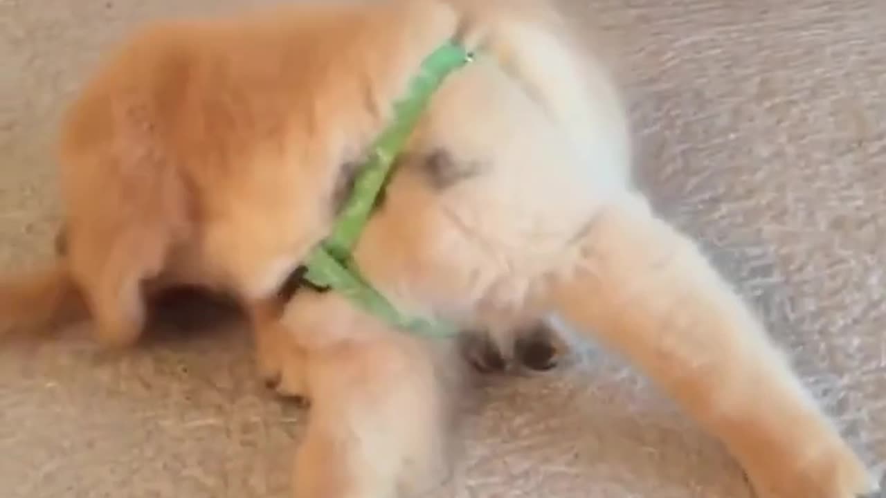 petscomrade 😂😂: Funniest Cats and Dogs Videos Compilation#10😂😂