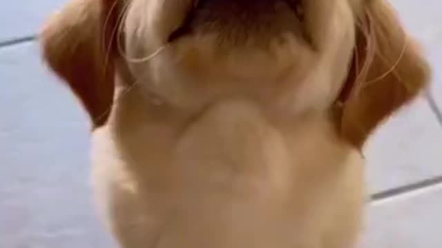 The Best Dog Videos! 🐶 Funniest & Cutest PUPPY Videos 2022 😂