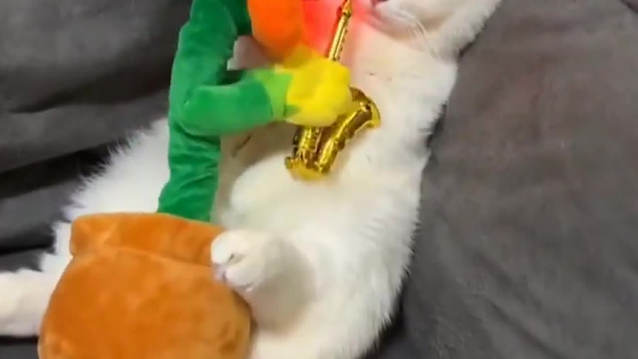 Baby cats video