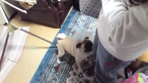 funny dogs video