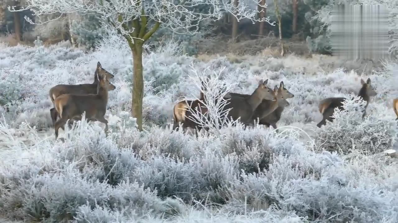 Beautiful Siberian deer in pasture ll Beautiful animal videos