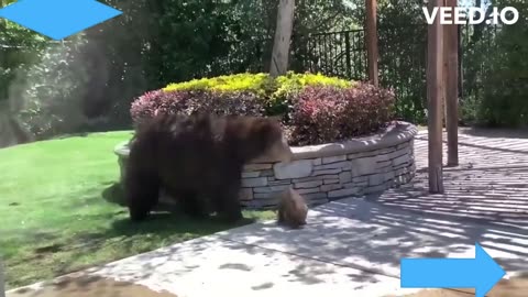 The bear family wanted a bath