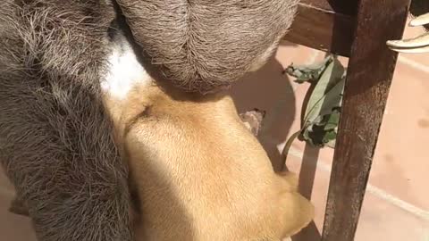 Beagle Says Bye to Sloth