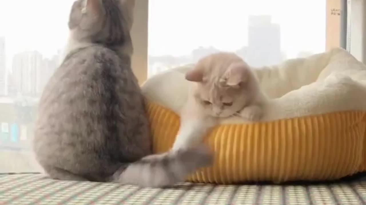 Cute Cats & Funny Cats 😍😍😅😅 #cats #reels #shorts #viral #pets #mmvcats