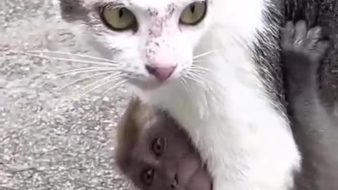 Animal cat and monkey