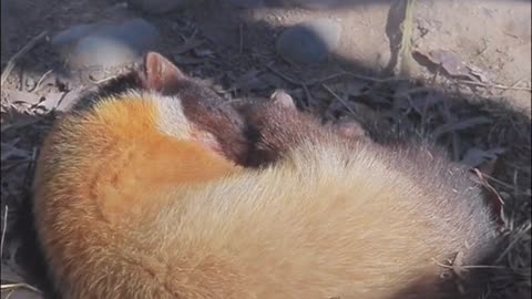 The yellow-throated sable is fluffy