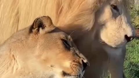 Lions love together