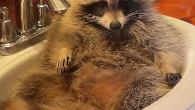 Rocky the Raccoon Relaxes and Plays in Bathroom Sink