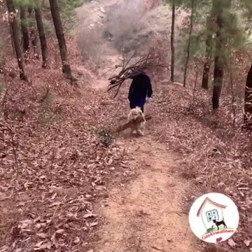 So Smart Funny Dog Videos Compilations Funny Dog🐶😂😂