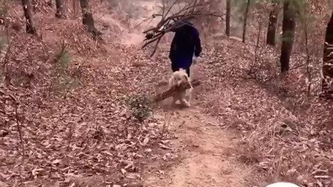 So Smart Funny Dog Videos Compilations Funny Dog🐶😂😂