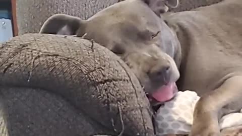 Sleeping Pit Bull has Wild Dreams