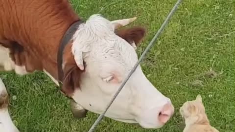 A little lick
