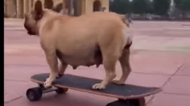 Bulldog skateboarding buddy