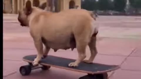 Bulldog skateboarding buddy