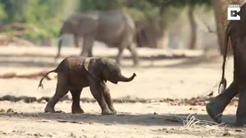 Filming a baby elephant trying to walk.