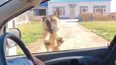 Funny Animals try to do not laugh