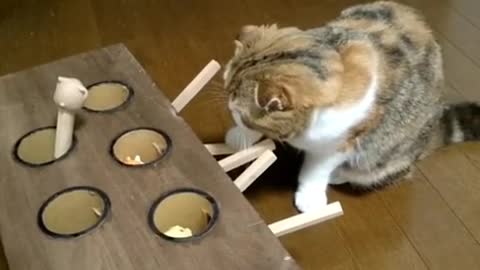 cat playing