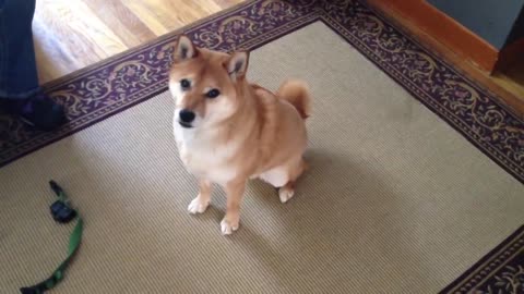 Shiba Inu tells owner "let's go for a walk!"