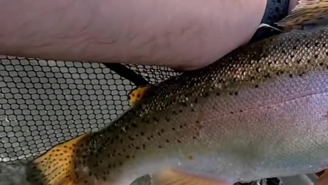 Do any other trout fight as hard as a big rainbow