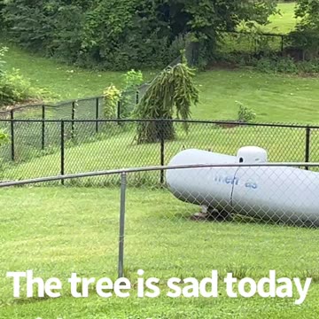 The Tree Is Sad…