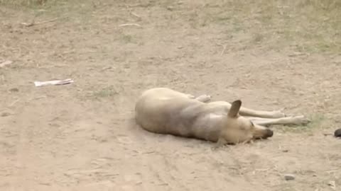 Animal Scaring Funniest Moment Of Animals🤣🤣