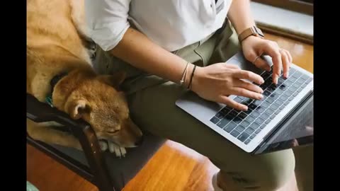 "Soothing Sounds for Canines: Relaxing Music to Help Dogs Sleep"