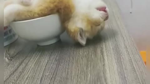 Would you like a bowl of cats