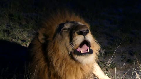 Lion Roaring - Thornybush (Kruger National Park)